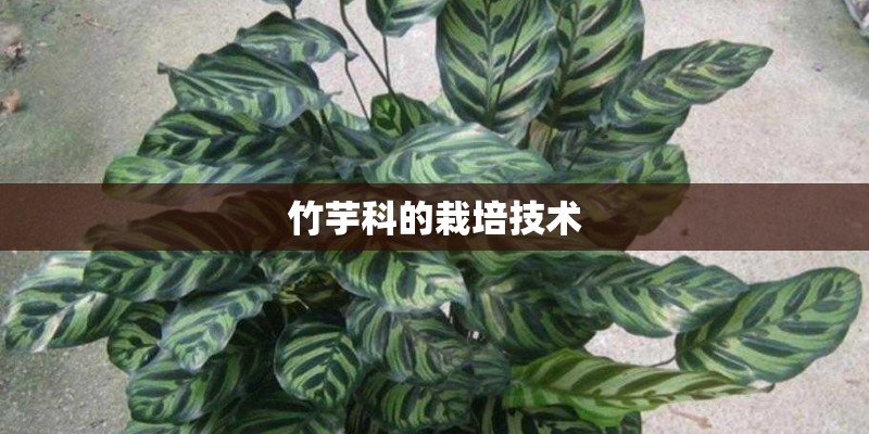 竹芋科的栽培技术