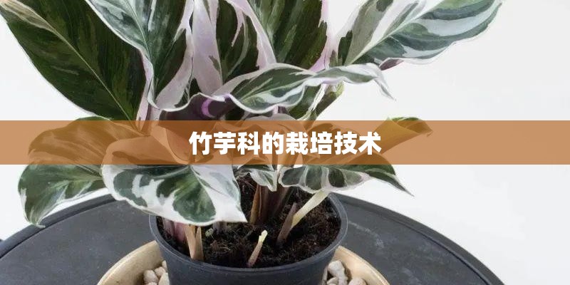 竹芋科的栽培技术