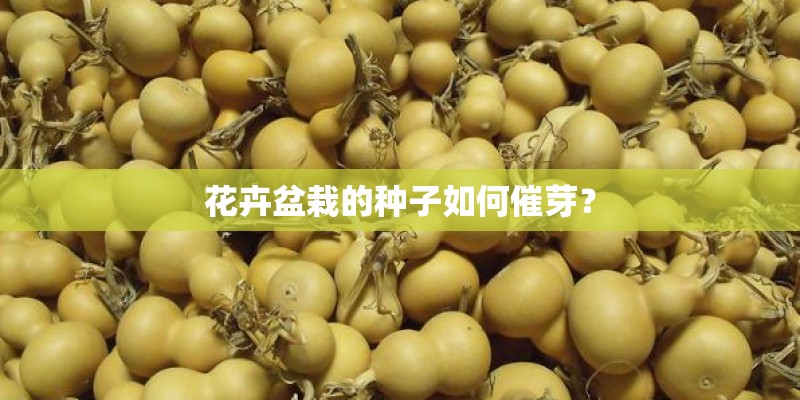 花卉盆栽的种子如何催芽？