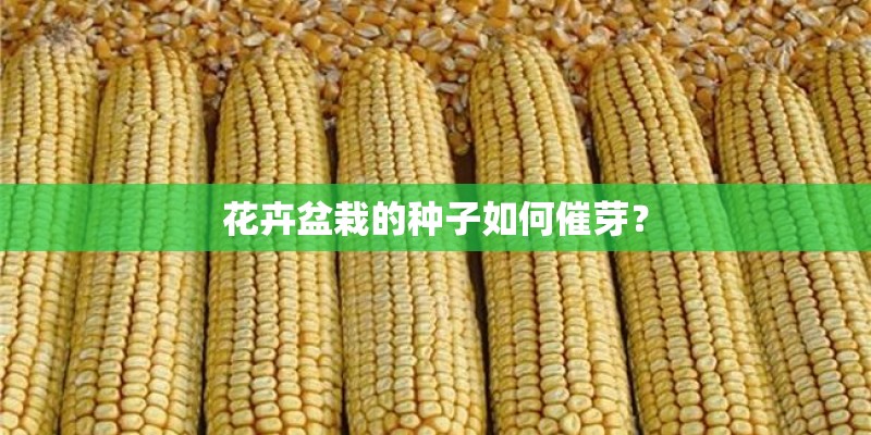 花卉盆栽的种子如何催芽？