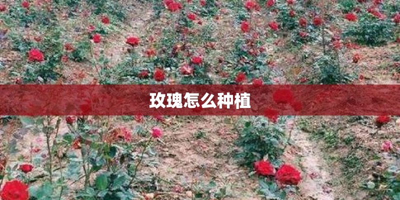玫瑰怎么种植