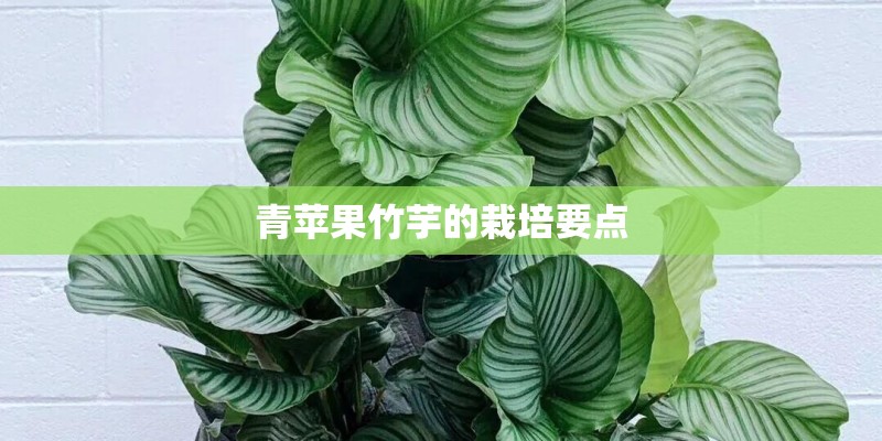 青苹果竹芋的栽培要点