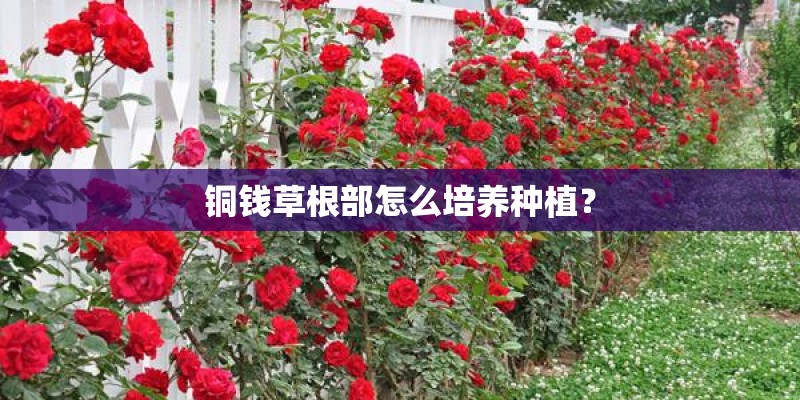 铜钱草根部怎么培养种植？