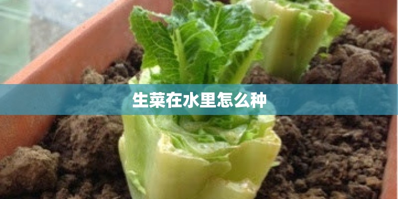 生菜在水里怎么种