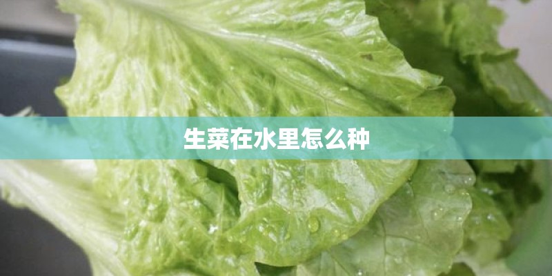 生菜在水里怎么种