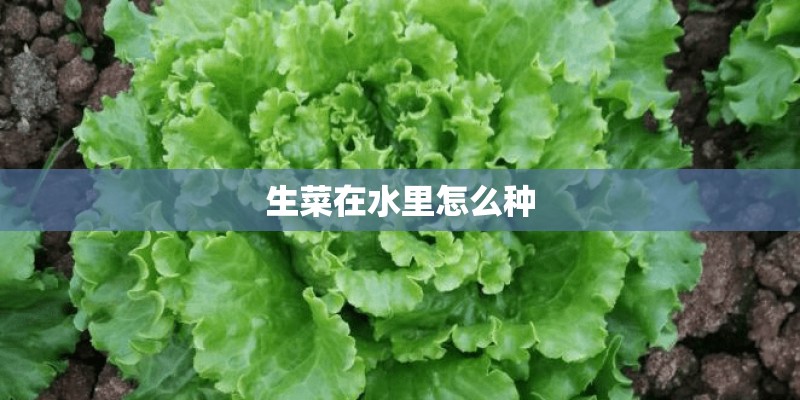 生菜在水里怎么种