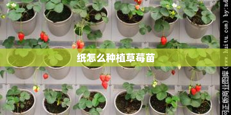 纸怎么种植草莓苗