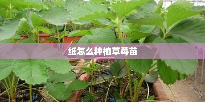 纸怎么种植草莓苗